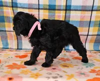 Whitney , a female Yorkipoo for sale in Snowflake, AZ – 7 of 8