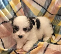 MARISA, a female Morkie for sale in Snowflake, AZ – 2 of 6