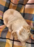 CATHRINE, a female Morkie for sale in Snowflake, AZ – 4 of 4