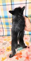 Onyx, a female Pomeranian and Morkie for sale in Snowflake, AZ – 4 of 6