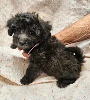 DOVE, a female Maltipoo for sale in Snowflake, AZ – 4 of 7
