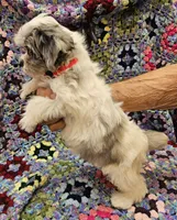 Breezy , a female Maltese and Toy Australian Shepherd for sale in Snowflake, AZ – 5 of 10