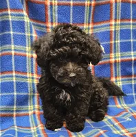 DINO, a male Maltipoo for sale in Snowflake, AZ – 6 of 7