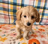 Sunny, a male Yorkipoo for sale in Snowflake, AZ – 3 of 9