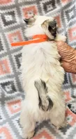 MELISSA , a female Yorkshire Terrier and Morkie for sale in Snowflake, AZ – 5 of 9