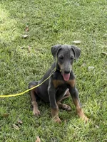 Gray, a female Doberman Pinscher for sale in Santa Fe, TX – 2 of 3
