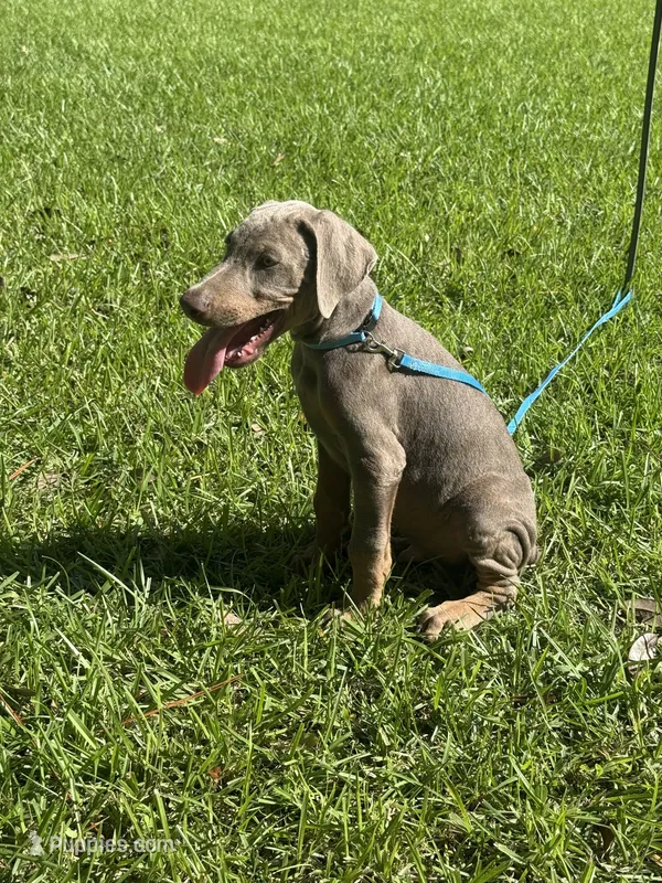 Ghost  – Doberman Pinscher puppy for sale in Santa Fe, TX