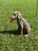 Ghost , a male Doberman Pinscher for sale in Santa Fe, TX – 1 of 4
