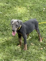 Gray, a female Doberman Pinscher for sale in Santa Fe, TX – 1 of 3