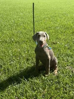 Ghost , a male Doberman Pinscher for sale in Santa Fe, TX – 2 of 4