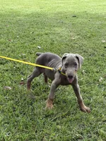 Fawn, a female Doberman Pinscher for sale in Santa Fe, TX – 2 of 3