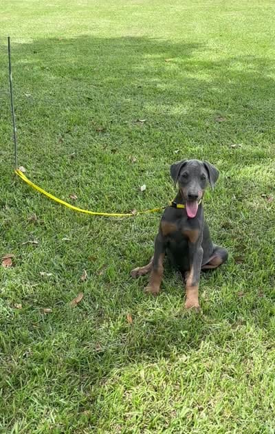 Gray, a female Doberman Pinscher for sale in Santa Fe, TX – 3 of 3