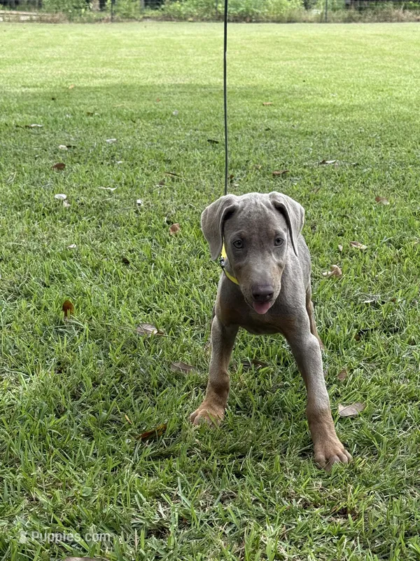 Fawn – Doberman Pinscher puppy for sale in Santa Fe, TX