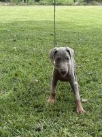 Fawn, a female Doberman Pinscher for sale in Santa Fe, TX – 1 of 3