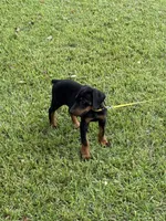 Black, a male Doberman Pinscher for sale in Santa Fe, TX – 2 of 3
