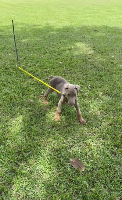 Fawn, a female Doberman Pinscher for sale in Santa Fe, TX – 3 of 3