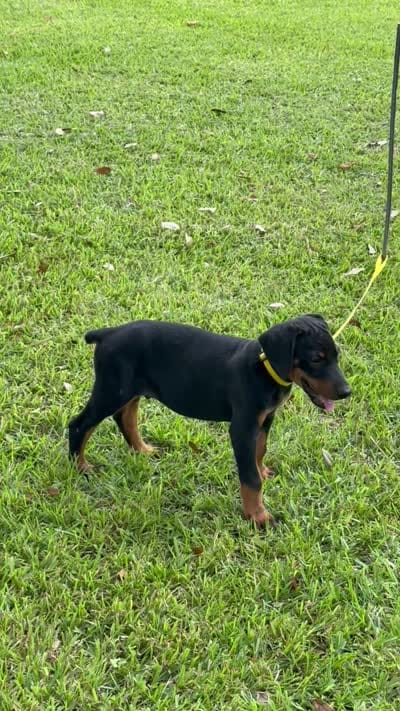 Black, a male Doberman Pinscher for sale in Santa Fe, TX – 3 of 3