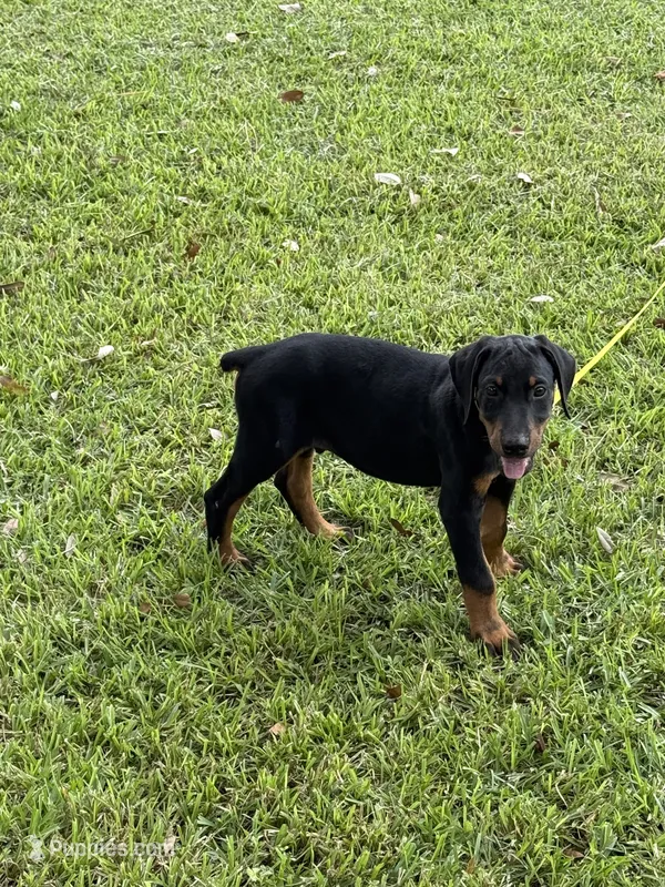 Black – Doberman Pinscher puppy for sale in Santa Fe, TX