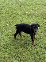 Black, a male Doberman Pinscher for sale in Santa Fe, TX – 1 of 3