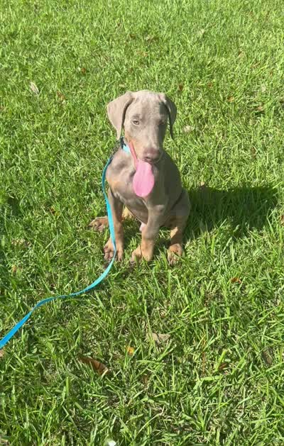 Ghost , a male Doberman Pinscher for sale in Santa Fe, TX – 3 of 4