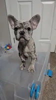 Zeta, a female French Bulldog for sale in Decatur, GA – 2 of 4