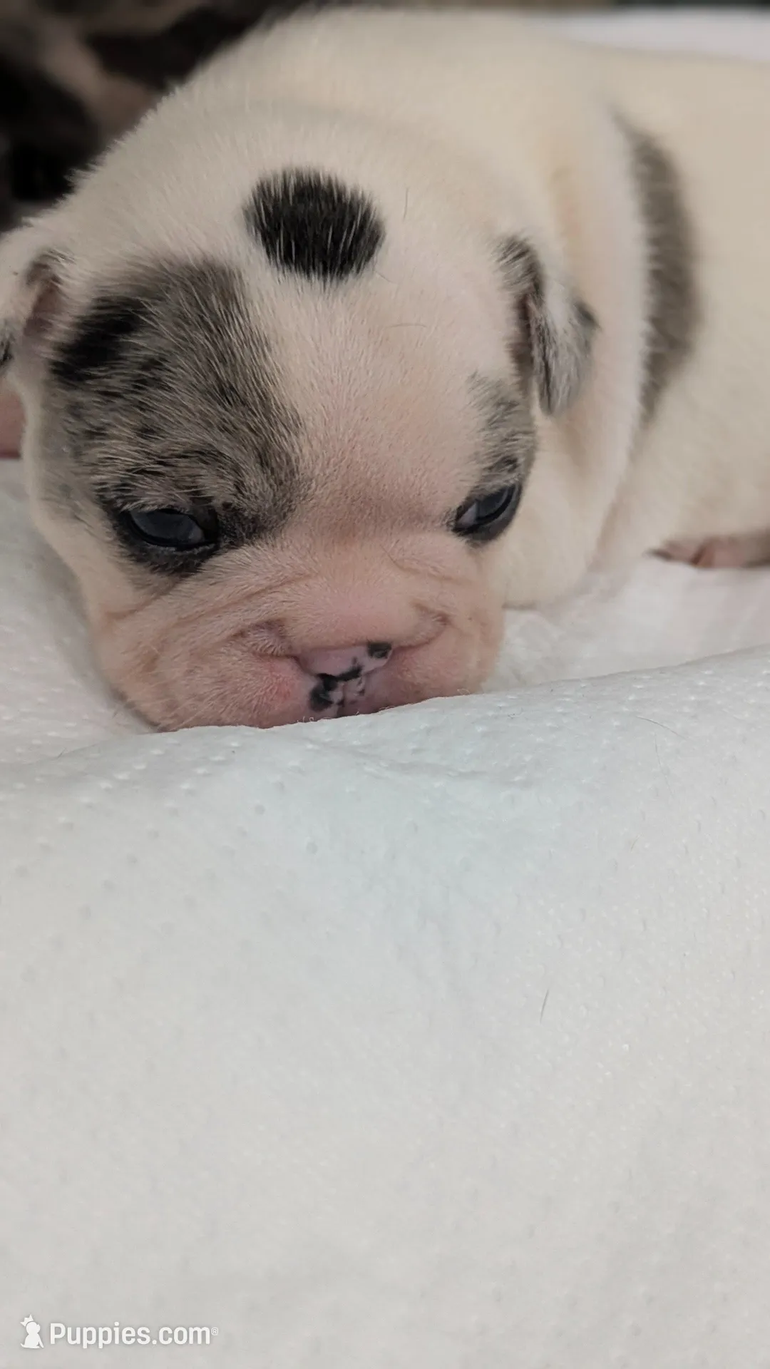 Pua – French Bulldog puppy for sale in Decatur, GA
