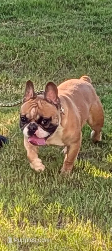 Oakland – French Bulldog puppy for sale in Decatur, GA