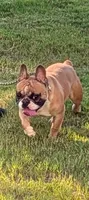 Oakland, a male French Bulldog for sale in Decatur, GA – 4 of 8