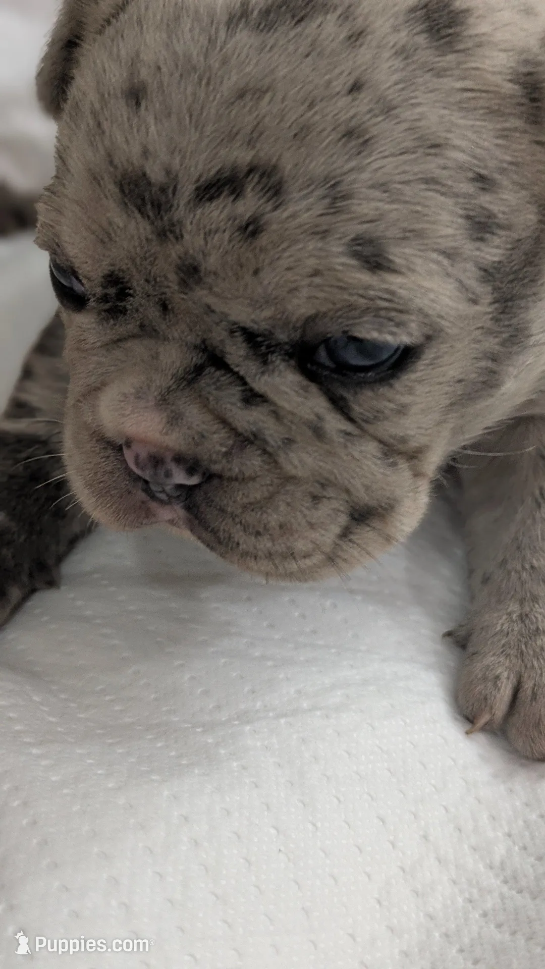 Twin – French Bulldog puppy for sale in Decatur, GA