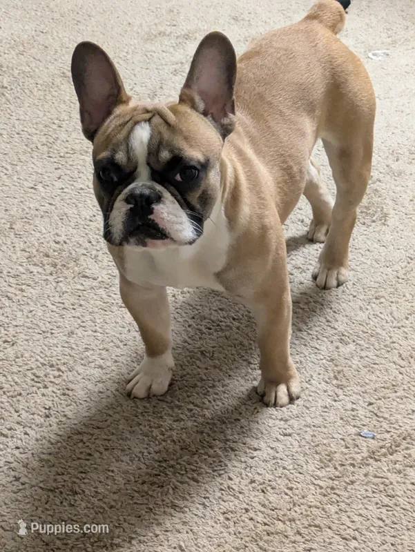 Oakland – French Bulldog puppy for sale in Decatur, GA