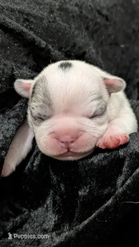 Pua – French Bulldog puppy for sale in Decatur, GA