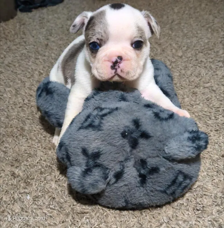 Pua – French Bulldog puppy for sale in Decatur, GA