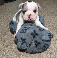 Pua, a male French Bulldog for sale in Decatur, GA – Photo 2 of 3