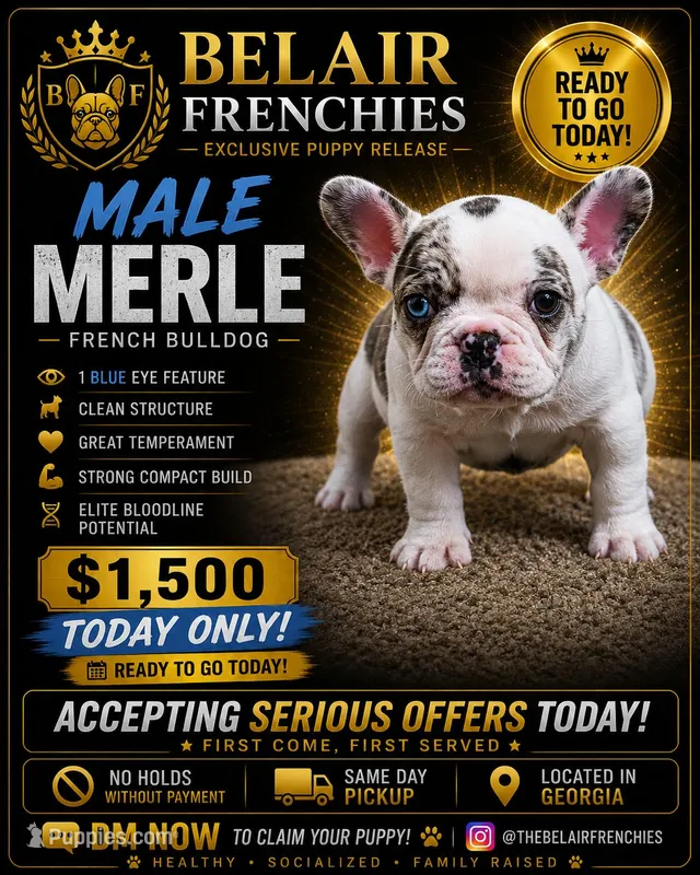 Pua – French Bulldog puppy for sale in Decatur, GA