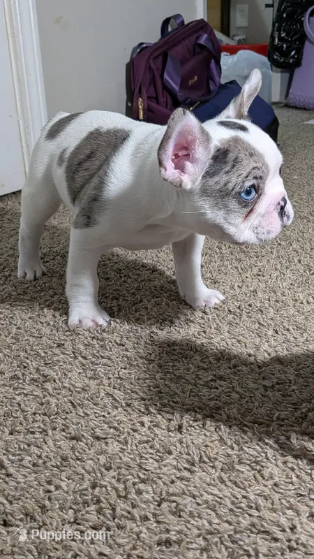 Pua – French Bulldog puppy for sale in Decatur, GA
