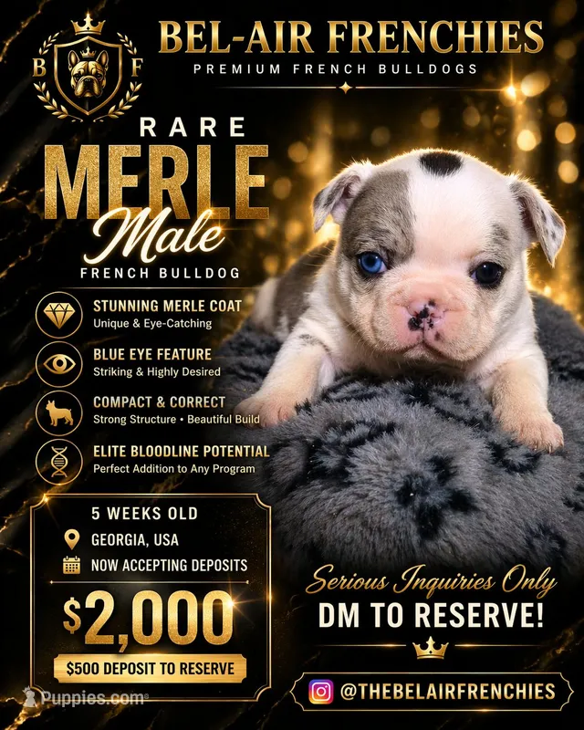 Pua – French Bulldog puppy for sale in Decatur, GA