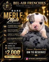 Pua, a male French Bulldog for sale in Decatur, GA – Photo 1 of 3