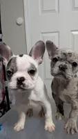 Zeta, a female French Bulldog for sale in Decatur, GA – 3 of 4
