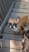 Oakland, a male French Bulldog for sale in Decatur, GA – 2 of 3
