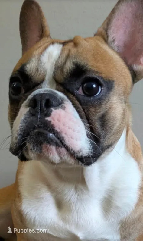 Oakland – French Bulldog puppy for sale in Decatur, GA