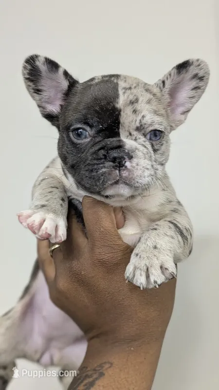 El'lay – French Bulldog puppy for sale in Decatur, GA