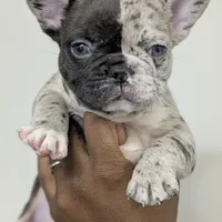 El'lay, a female French Bulldog for sale in Decatur, GA – Photo 3 of 6