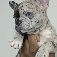 El'lay, a female French Bulldog for sale in Decatur, GA – Photo 6 of 6