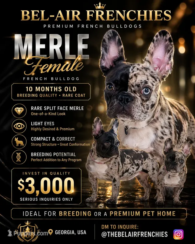 💎 Rare Split-Face Merle Frenchie Female – 10 Months – Showstopper – French Bulldog puppy for sale in Decatur, GA
