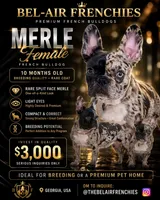 💎 Rare Split-Face Merle Frenchie Female – 10 Months – Showstopper, a female French Bulldog for sale in Decatur, GA – 1 of 7