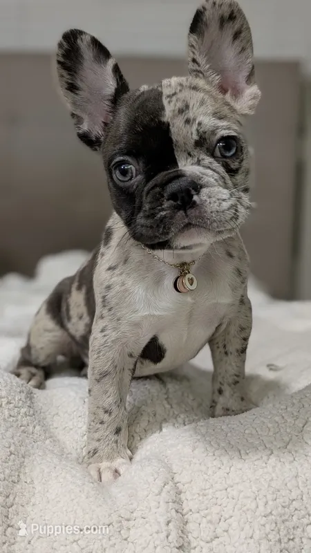 El'lay – French Bulldog puppy for sale in Decatur, GA