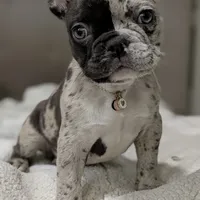 El'lay, a female French Bulldog for sale in Decatur, GA – Photo 2 of 6