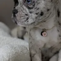 El'lay, a female French Bulldog for sale in Decatur, GA – Photo 5 of 6