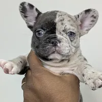 El'lay, a female French Bulldog for sale in Decatur, GA – Photo 4 of 6