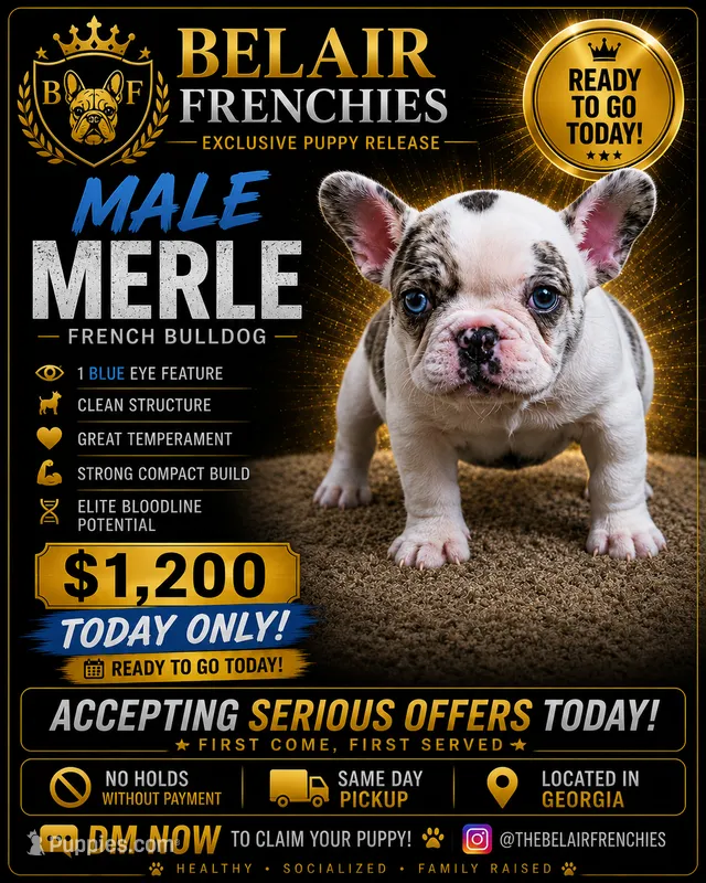 Pua – French Bulldog puppy for sale in Decatur, GA